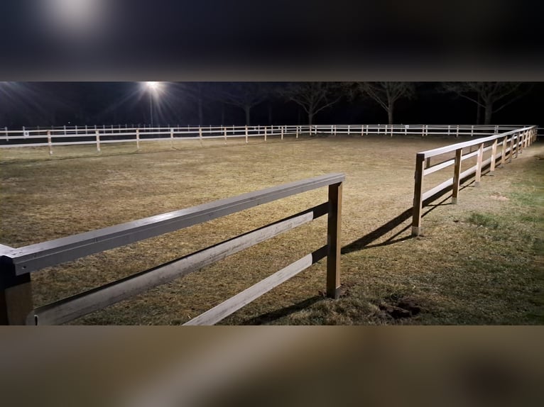 Platz im Offenstall in  kleiner privater Reitanlage