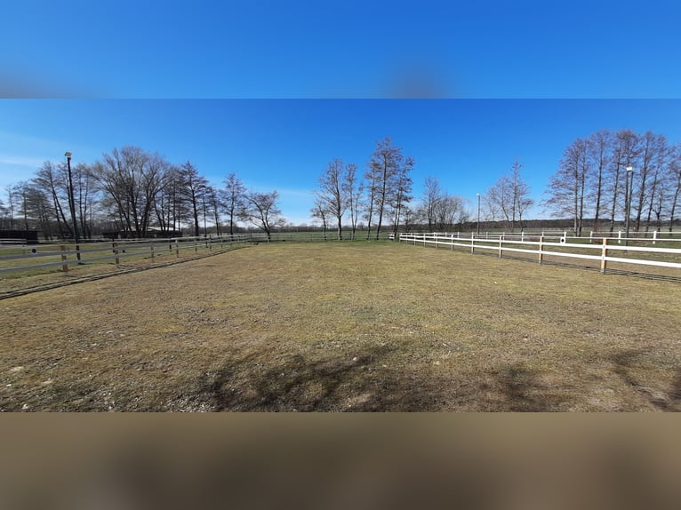 Platz im Offenstall in  kleiner privater Reitanlage