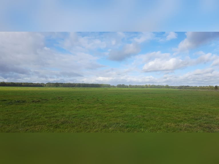 Platz im Offenstall in  kleiner privater Reitanlage