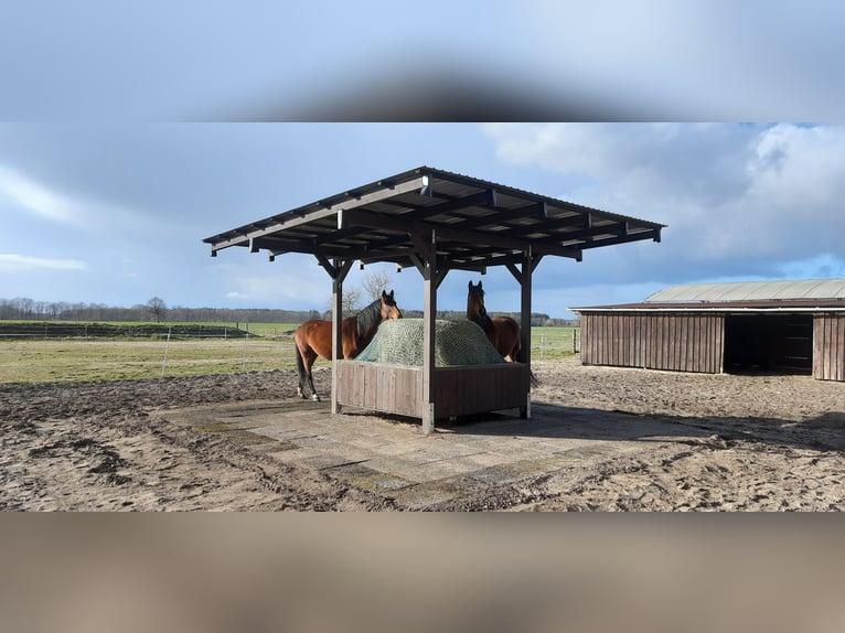 Platz im Offenstall in  kleiner privater Reitanlage