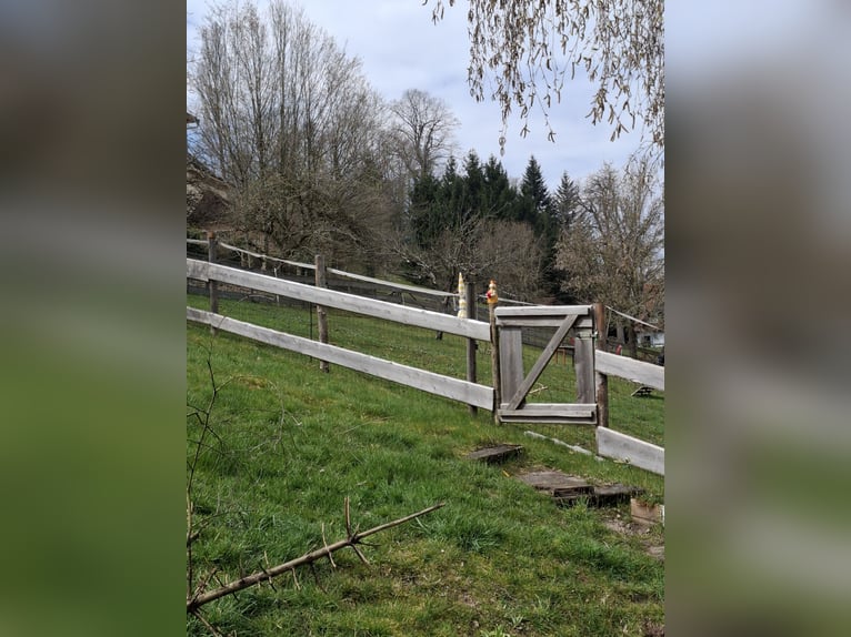 Platz im Offenstall