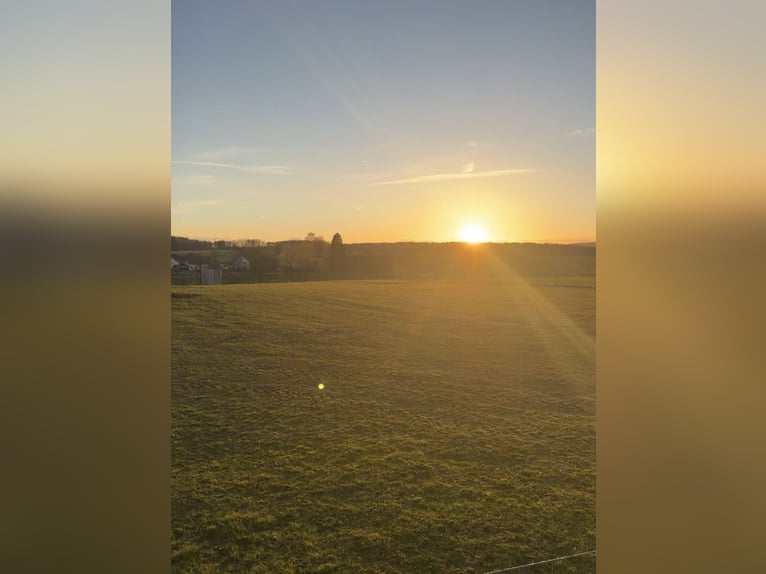 Platz in Box oder Offenstall frei