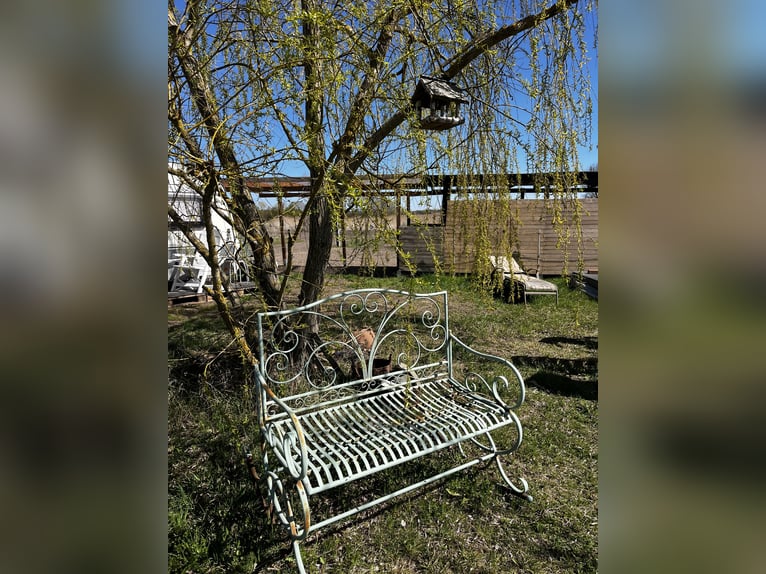 Platz in kleinem Offenstall für Ponys