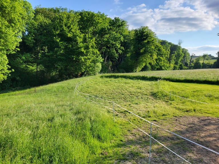 Platz in Offenstall in Essen Schuir / Kettwig