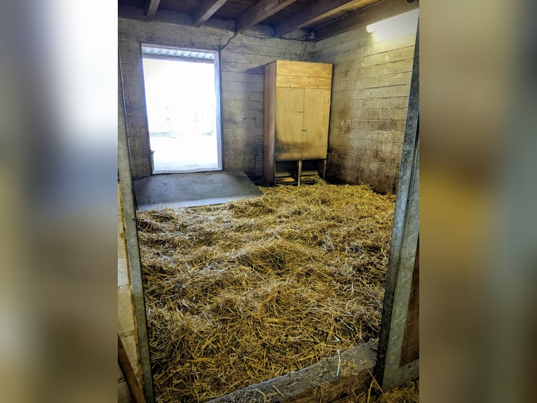 Platz in Ponyherde für Mini oder Shetty zu vergeben - Selbstversorger