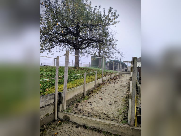 Platz in Ponyherde für Mini oder Shetty zu vergeben - Selbstversorger