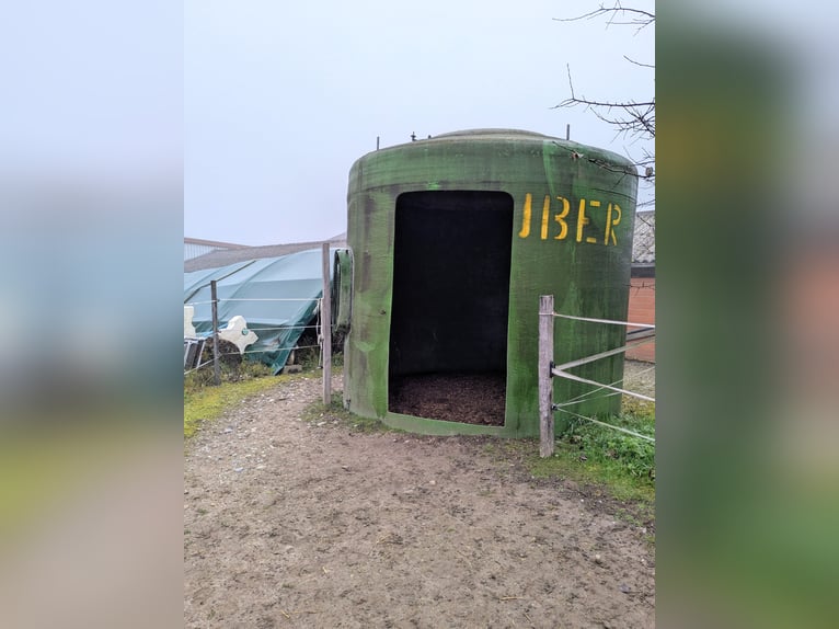 Platz in Ponyherde für Mini oder Shetty zu vergeben - Selbstversorger