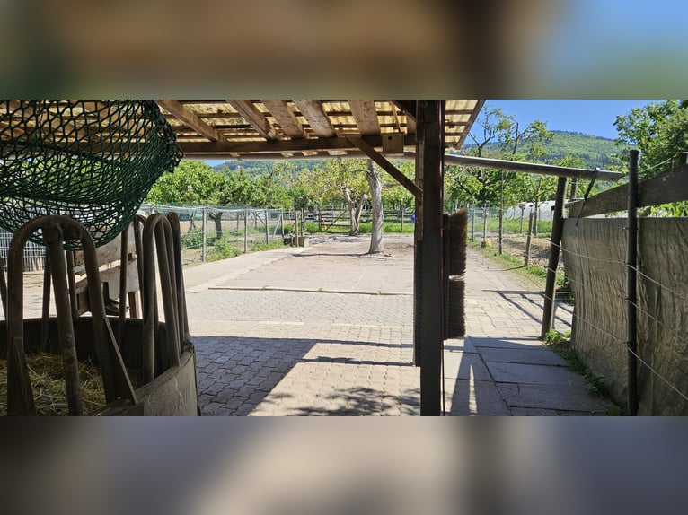 Private Offenstall Plätze im Handschuhsheimer Feld frei!