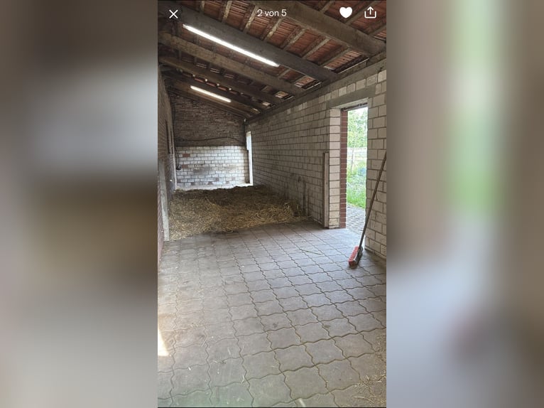 ‼️Privater‼️ Offenstallplatz für Wallach