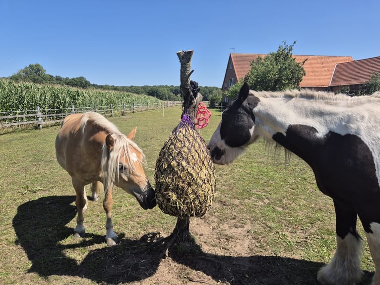 ‼️Privater‼️ Offenstallplatz für Wallach