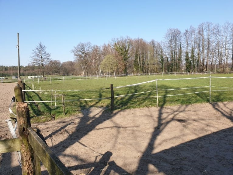 Privater Selbstversorger-Offenstall - Platz für 2 Wallach frei