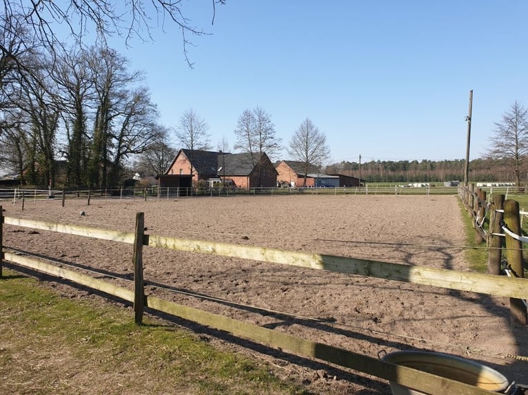 Privater Selbstversorger-Offenstall - Platz für Wallach frei
