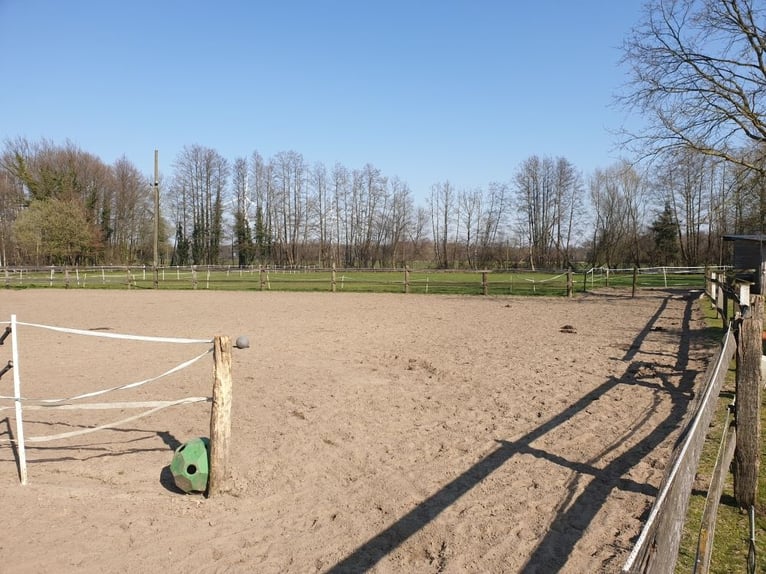 Privater Selbstversorger-Offenstall - Platz für Wallach frei