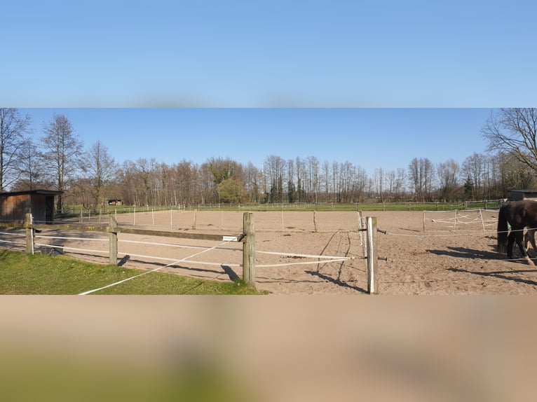 Privater Selbstversorger-Offenstall - Platz für Wallach frei