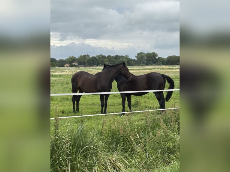Rehaplatz direkt an der Nordsee