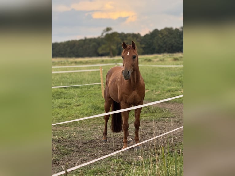Rehaplatz direkt an der Nordsee