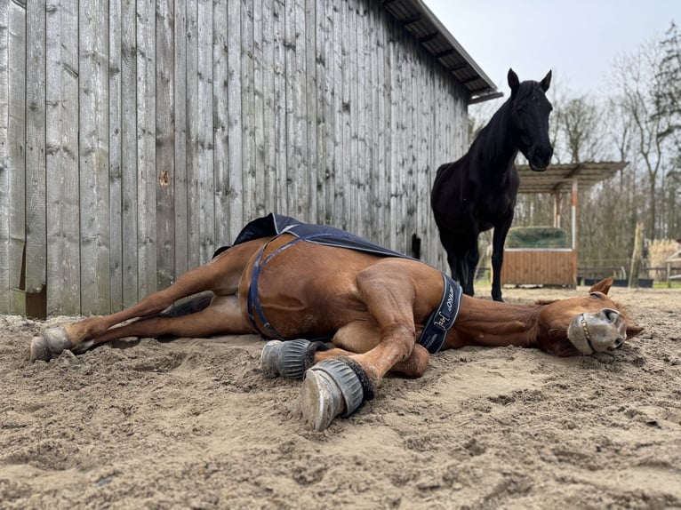 Rehaplatz direkt an der Nordsee