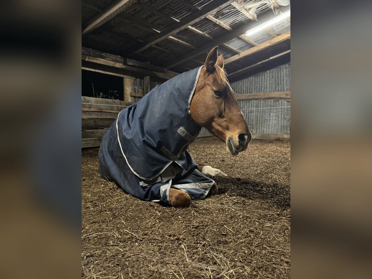 Rehaplatz direkt an der Nordsee