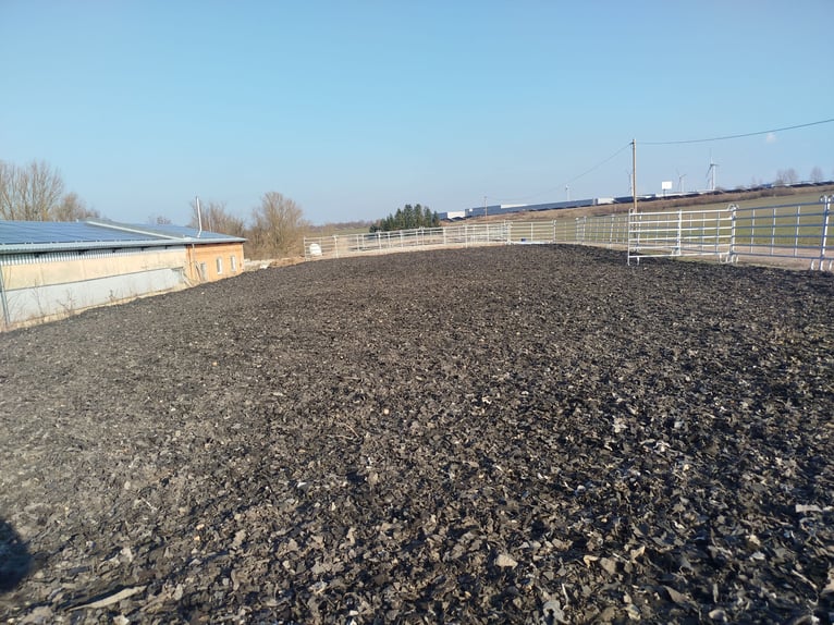 Reitanlage/Stalltrakt /Offenstallplätze zur Pacht