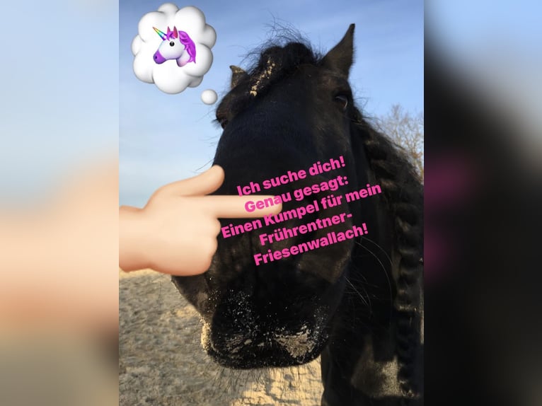 Rentner Kumpel für Friesenwallach gesucht