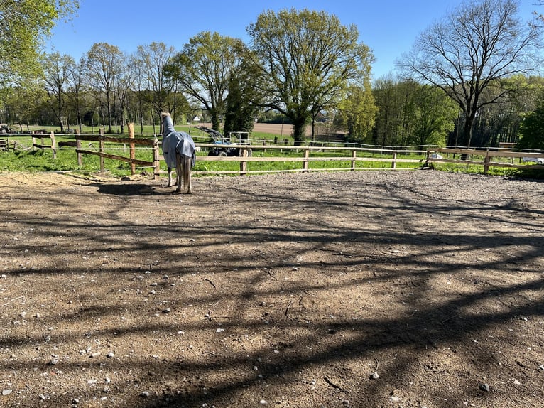 Ruhiger Offenstallplatz zu vergeben