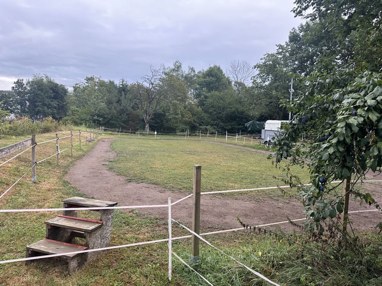 Selbstversorger Offenstallplatz für Kleinpferd /Pony