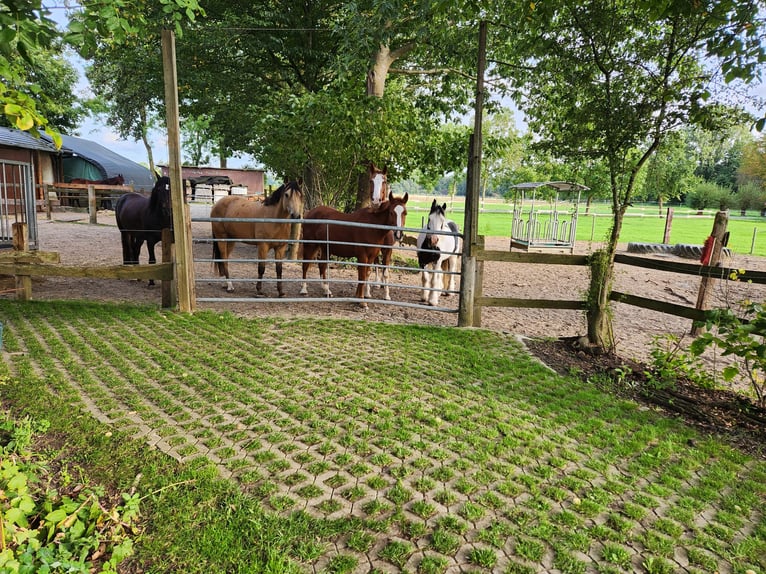 Stall Box frei für Wallach Rentner Hengst