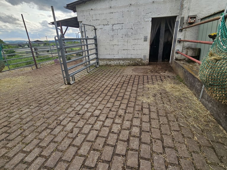 Stall mit zwei Paddockboxen zu vermieten an Selbstversorger