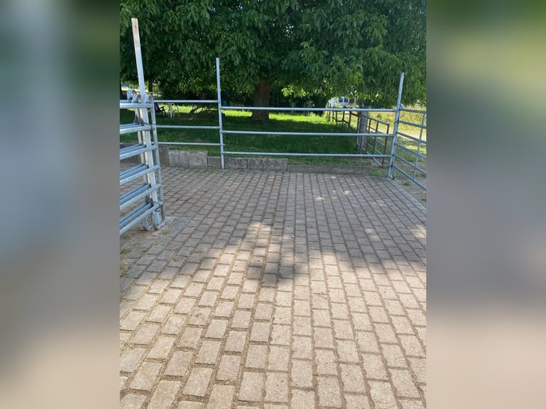 Stall mit zwei Paddockboxen zu vermieten an Selbstversorger