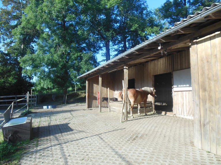 Stallplatz,Offenstall