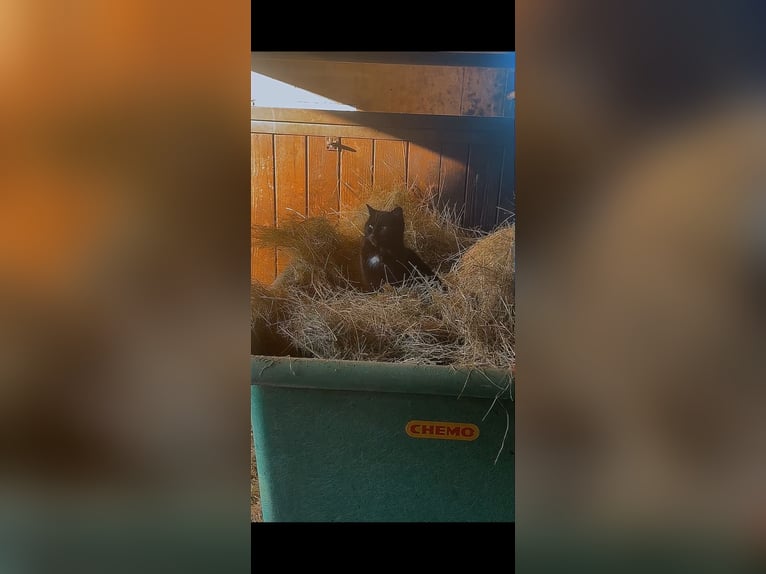 Stalltrakt und Offenställe zu verpachten