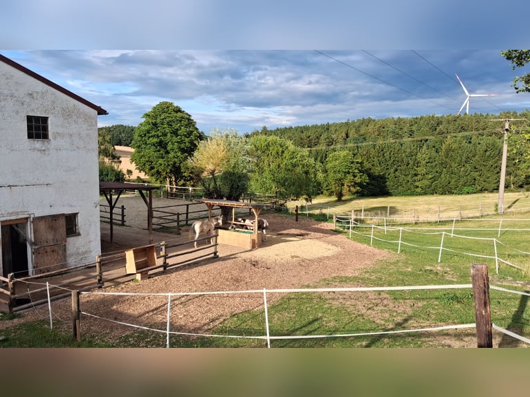 Stute als Einstellpferd gesucht