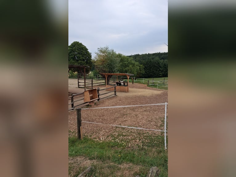 Stute als Einstellpferd gesucht