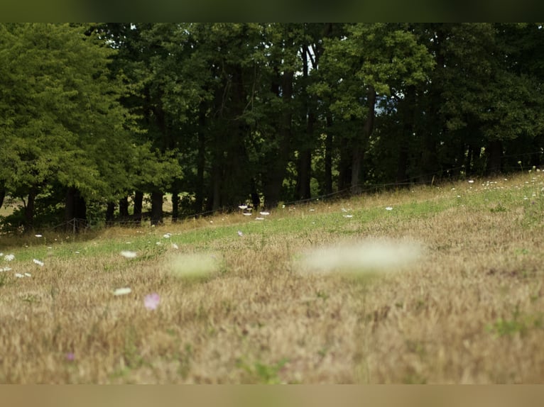 Suche 1-2 Einsteller für Offenstall im vorderen Odenwald