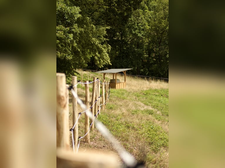 Suche 1-2 Einsteller für Offenstall im vorderen Odenwald