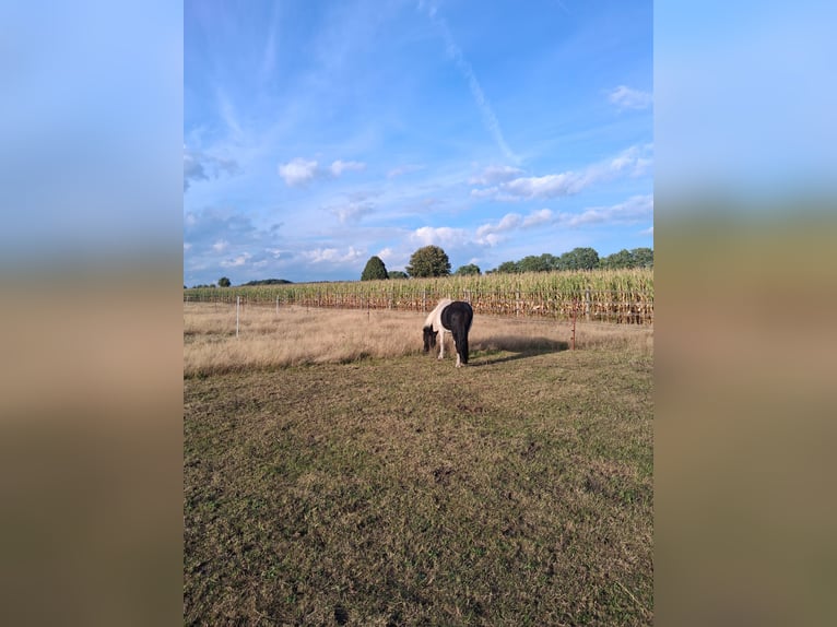 Suche Partner/ Einsteller/ Wallach/ Einstellplatz/ Stall frei