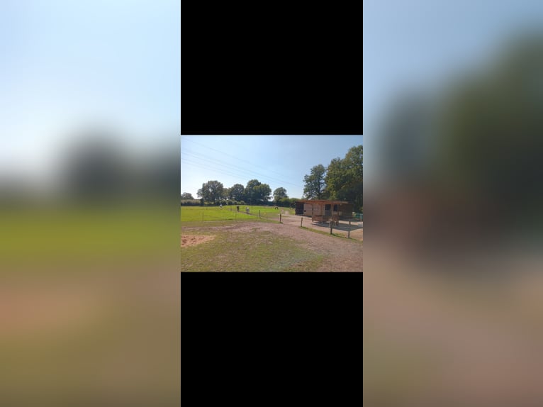Suchen älteren Wallach bedingt reitbar bieten Lebensplatz 