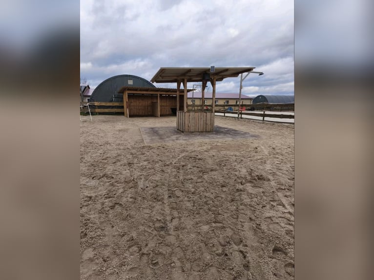 Urlaubsbetreuung für Pferde im Offenstall 