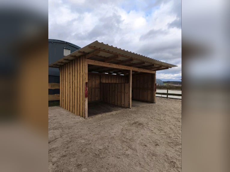 Urlaubsbetreuung für Pferde im Offenstall 