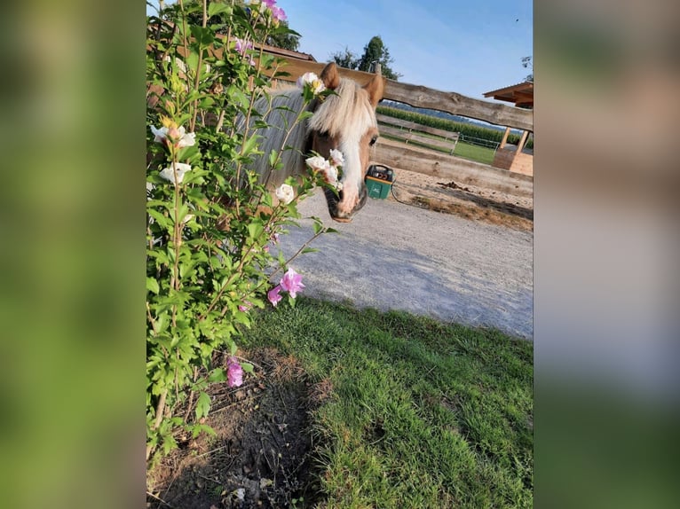 Urlaubsbetreuung für Pferde im Offenstall 