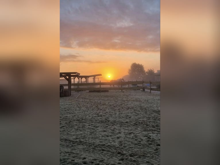 Urlaubsbetreuung für Pferde im Offenstall 