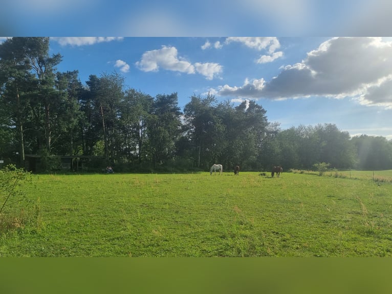 wunderschöner naturnaher Offenstall in Werneuchen/ Brandenburg