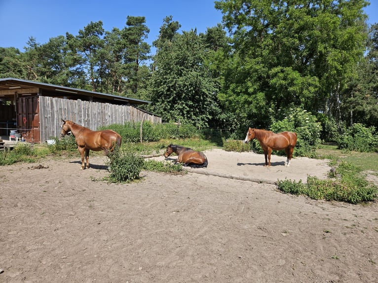 wunderschöner naturnaher Offenstall in Werneuchen/ Brandenburg