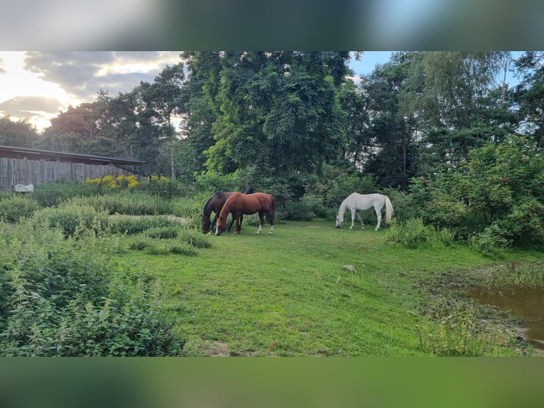 wunderschöner naturnaher Offenstall in Werneuchen/ Brandenburg