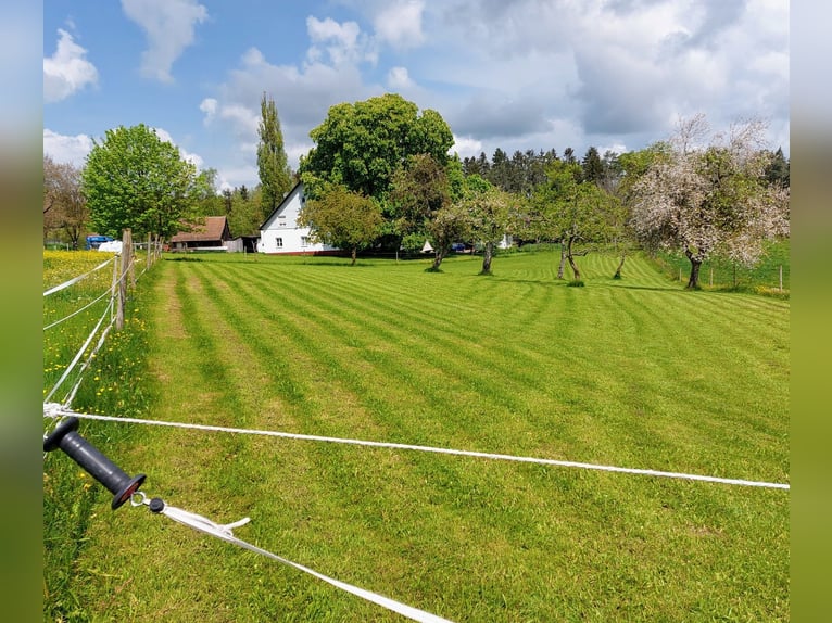 1 Paddockstall mit Auslauf-Weide für 1-2 Pferde