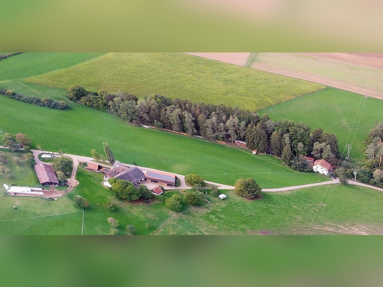 1 Paddockstall mit Auslauf-Weide für 1-2 Pferde