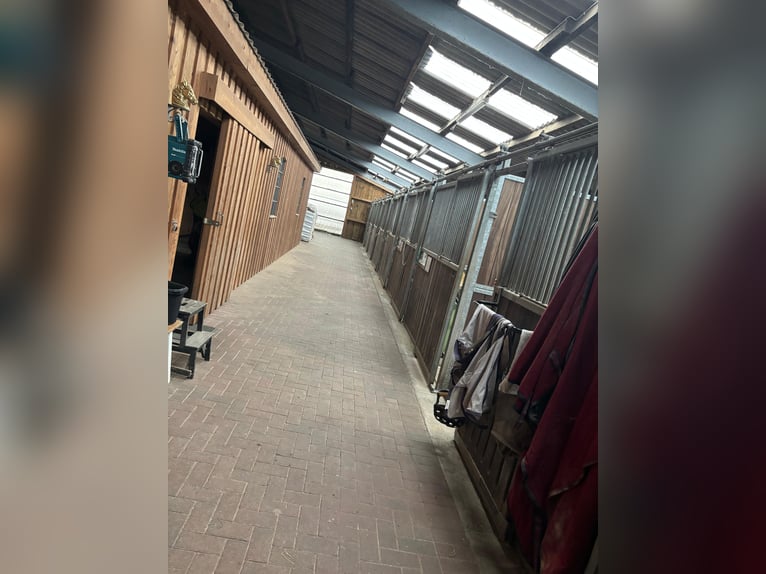 2 Paddockboxen für Stuten frei 