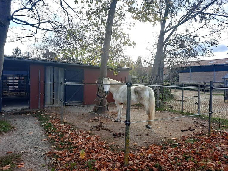 4 Paddockboxen frei Nähe Göttingen/Hann. Münden/Witzenhausen