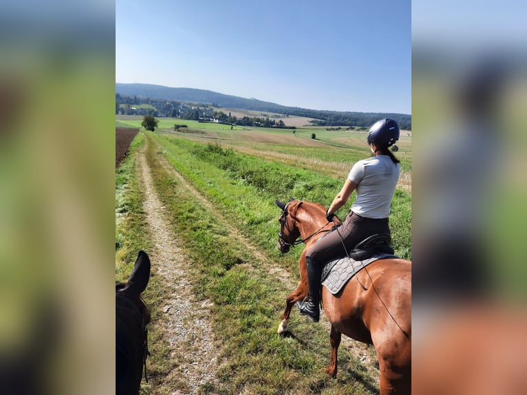 4 Paddockboxen frei Nähe Göttingen/Hann. Münden/Witzenhausen