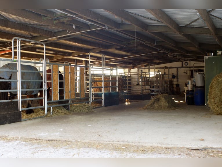 4 Paddockboxen frei Nähe Göttingen/Hann. Münden/Witzenhausen